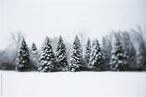 "A Row Of Tall Pine Trees Covered With Snow On A Cold Winter Day" by ...