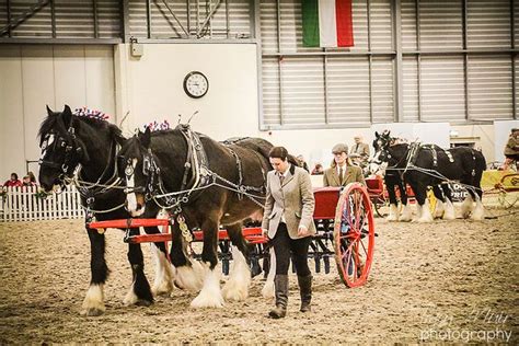 Shire Horse Society Spring Show 2013 | Shire horse, Horses, Draft horses