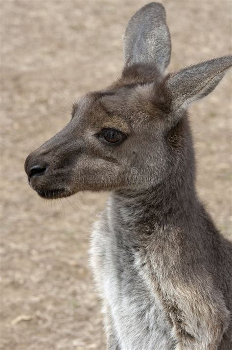 Kangaroo Head Stock Images - Download 2,226 Royalty Free Photos