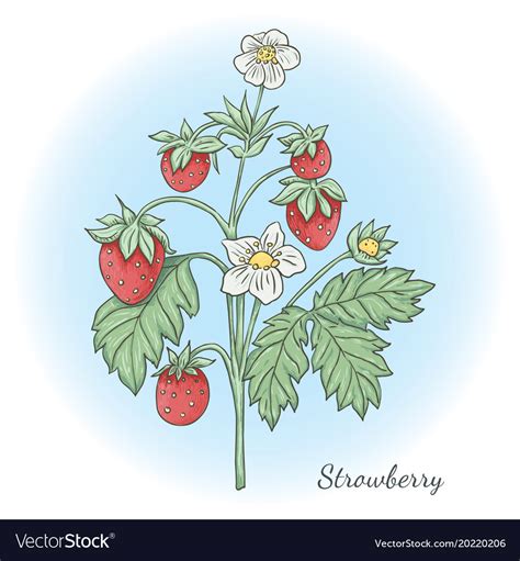 Strawberry Vine Vector