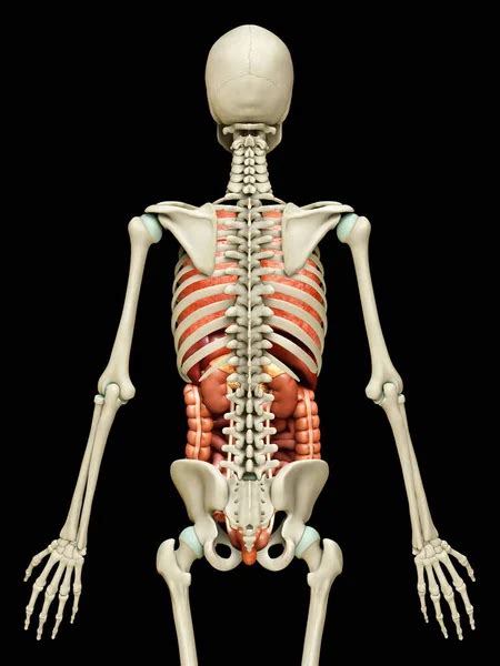 Orgaos Que Ficam Nas Costas - Orgaos De Anatomia Das Costas Femininas Anatomia Costas Imagens