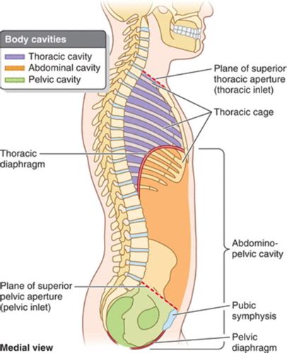 Anatomy Of The Abdominal Wall Flashcards Quizlet