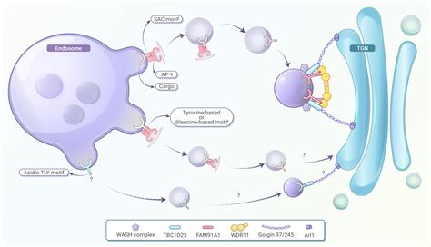 Selective Cargo Recognition By Vesicle Tethering Factors