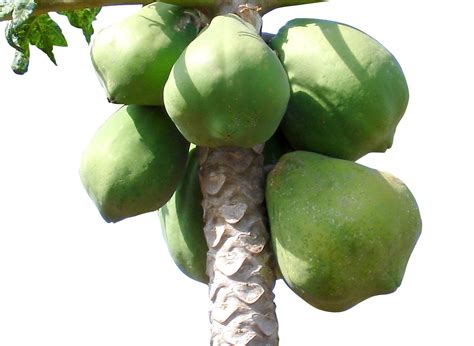 Papaya tree Free Photo Download | FreeImages