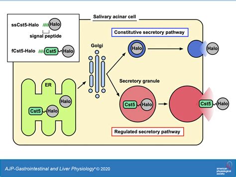 Switching Of Cargo Sorting From The Constitutive To Regulated Secretory