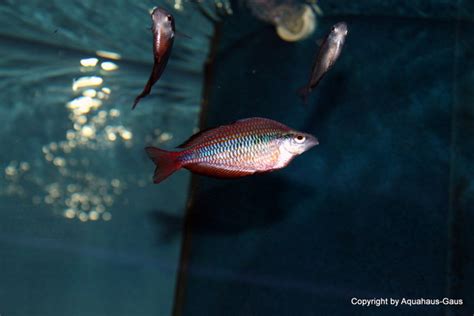 Melanotaenia Australis Super Red 4 6cm Aquahaus Gaus Qualität Die