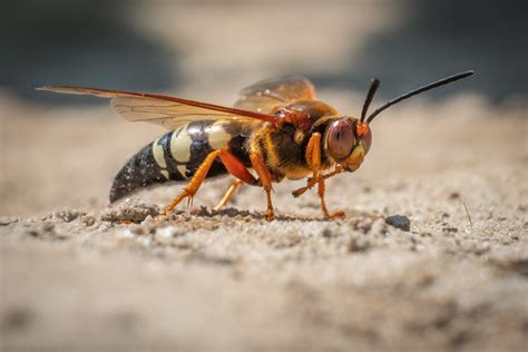 20 Types of Wasps: Characteristics, Habitats and More - Facts.net