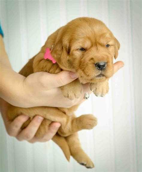 Cute Female Golden Retriever AKC Puppy for Sale in Maine - Windy Knoll