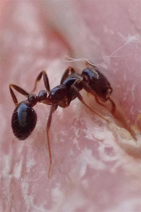 Southern Fire Ant From South Mountain Village Phoenix Az Usa On May