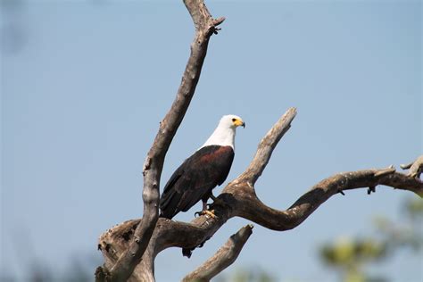 Banco De Imagens Natureza Ramo P Ssaro Lago Animais Selvagens