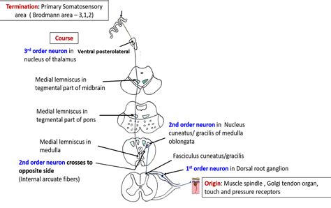 Ascending and Descending Tracts – Anatomy QA