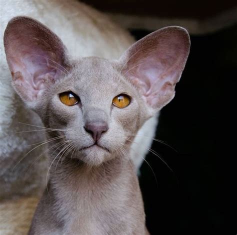 Pin By Michelle Malchow On Sphinxhairless Catsdobby Catsorientals