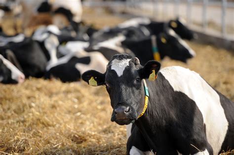 FAO in Georgia | Food and Agriculture Organization of the United Nations