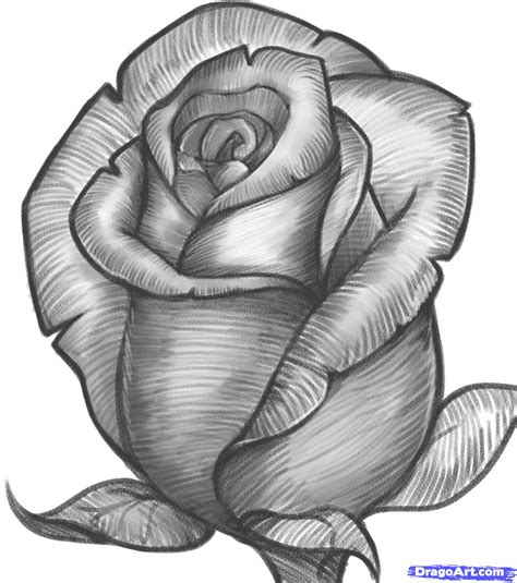 Dibujo A Lapiz Rosa Boceto Dibujos De Rosas Flor Dibujos Animados Orden De Rosa Png Klipartz