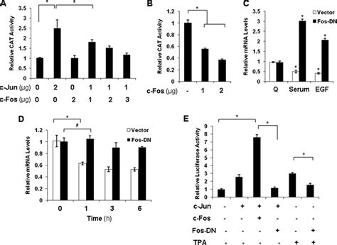 Effect Of C Jun C Fos Overexpression On P Kip Promoter Regulation