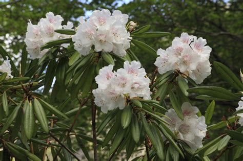 Common Diseases That are Mostly Observed in Rhododendron Plants ...