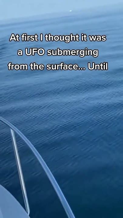 Megalodon Sighting Real Or Myth The Megalodon Sighting That Shocked The World Youtube