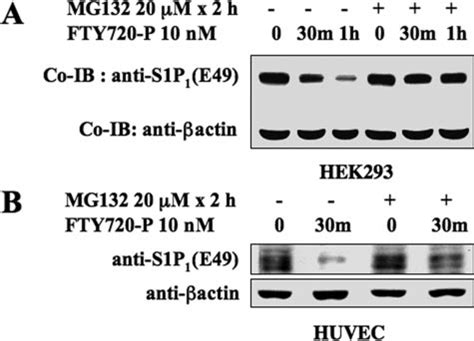 The Proteasomal Inhibitor Mg Rescues Fty P Induced S P