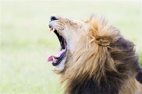 Lion Panthera Leo Que Boceja Ao Encontrar Se Para Baixo Foto De Stock