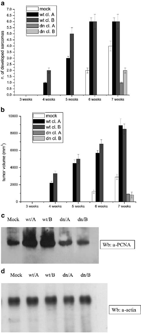 Wt And Dnlmw Ptp Nih T Sarcomas In Nude Mice Tumorigenicity Assays