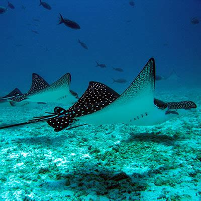 Galapagos Dive Sites - Academy Bay Diving