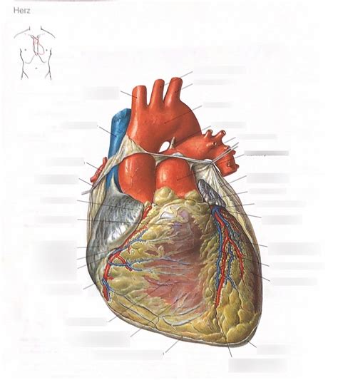 Schaubild Anatomie Herz Ventral Quizlet