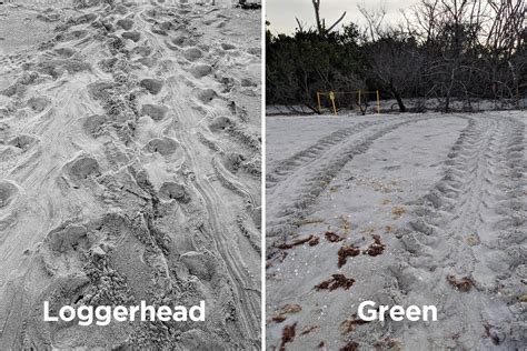 Loggerhead Versus Green Sea Turtles Sanibel Captiva Conservation