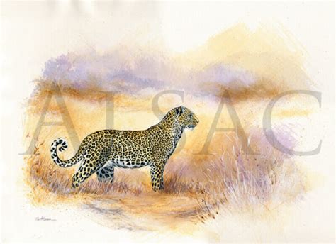 staring leopard peinture aquarelle Stéphane Alsac