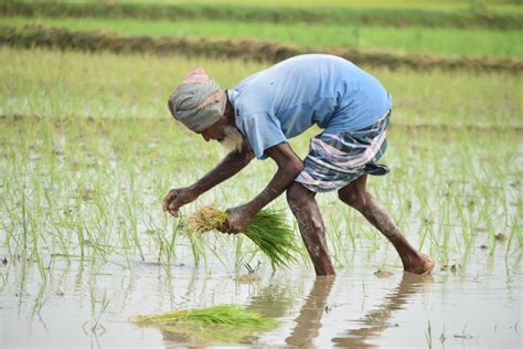 Planting Rice Tips How To Plant And Grow Rice Organically