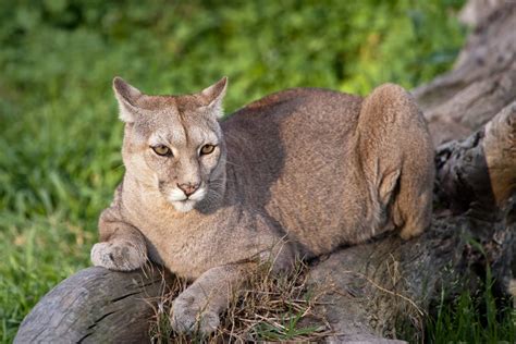 Heads Up! Your Wildlife Guide to the Andes Mountains | Chimu Adventures