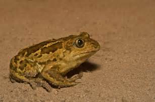 Common Spadefoot (Pelobates fuscus) · iNaturalist