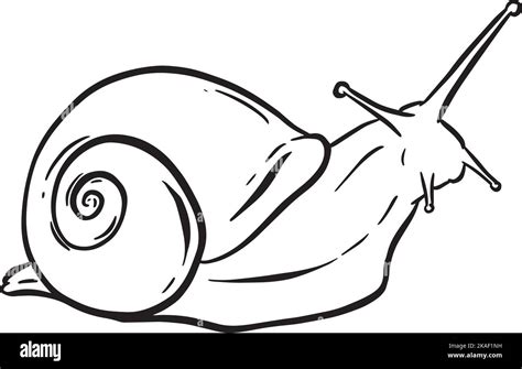 Line Art Outline Of A Garden Snail With Shell For Logo Or Mascot Design