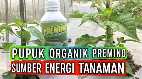 LUAR BIASA MANFAAT ASAM AMINO PREMINO UNTUK TANAMAN CABE OPTIMALKAN