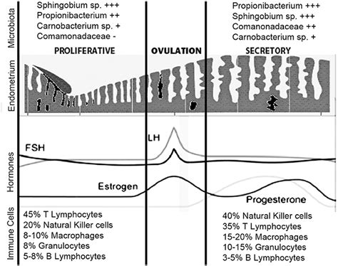 Frontiers Uterine Immunity And Microbiota A Shifting Paradigm