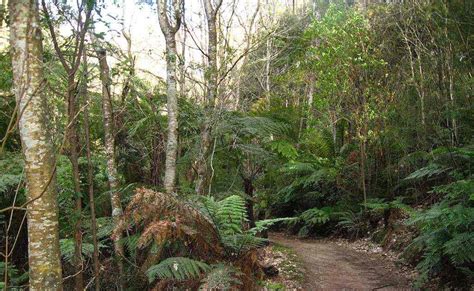 Tracks Trails And Coasts Near Melbourne Exploring The Beautiful