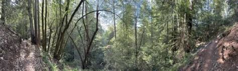 Best Hikes And Trails In Monte Rio Redwoods Regional Park And Open