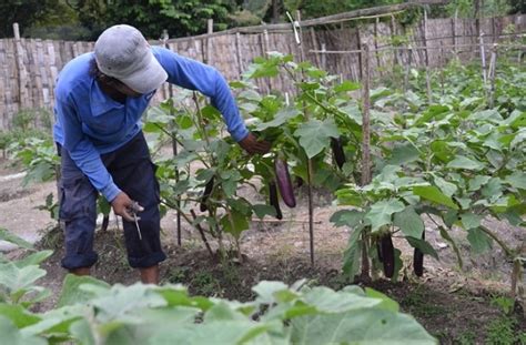 Panduan Tahap Budidaya Terong Ungu Yang Baik Dan Praktis