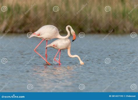 Greater Flamingo Couple Mating in Courtship (Phoenicopterus Roseus) in ...