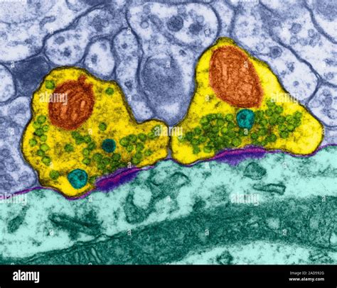 Excitatory Asymmetric Synapses On A Neuron Dendrite Mammal Central