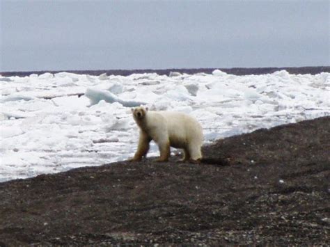 Polar bear,,,,in Barrow... : r/alaska