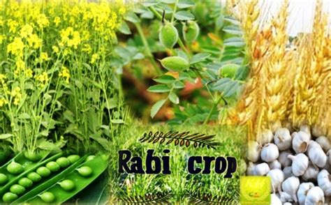 Cabinet Increases Msp For Rabi Crops For Marketing Season 2022 23