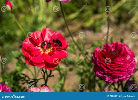 Buttercup Picking Festival Stock Photo Image Of Kedma 72831616