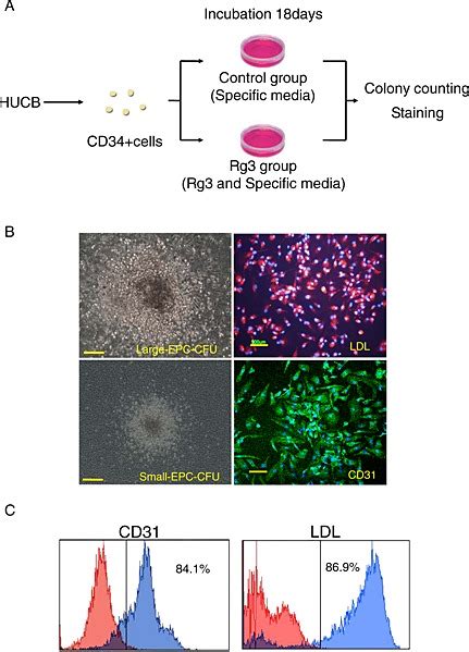 Colony Forming Assay A Experimental Scheme For The Epc Colony Download Scientific Diagram