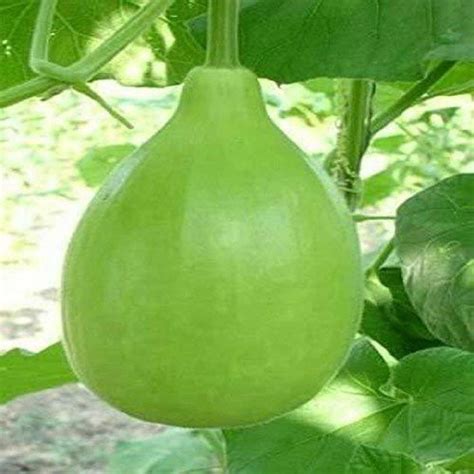 Willvine Bottle Gourd Round Organic Seeds 100 Gms 500 Seeds Seed Price In India Buy