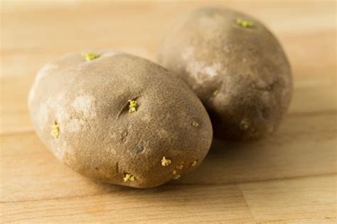 Gekeimte Kartoffeln Essen Oder Wegwerfen Alles Was Sie Wissen M Ssen