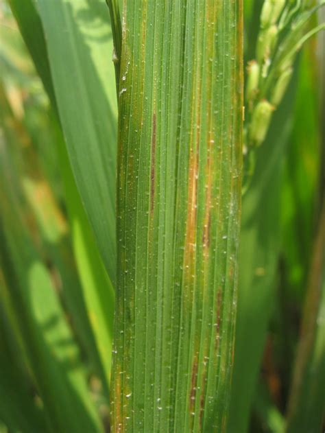 盐城市农业农村局 种植业 盐城市农作物外来入侵病虫害普查（十）水稻细菌性条斑病菌