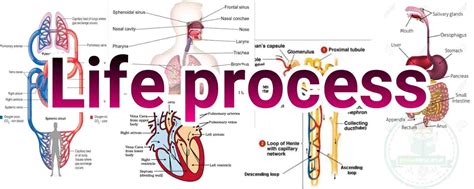 Life Processes Class 10 Important Questions NCERT Notes