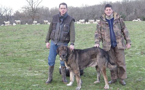 Vienne Des Chiens Pour Prot Ger Les Troupeaux Des Loups La Trimouille