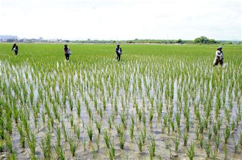 Midagri El arroz se ha constituido en el primer cultivo agrícola en