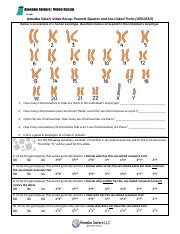 Understanding Punnett Squares And Sex Linked Traits A Course Hero